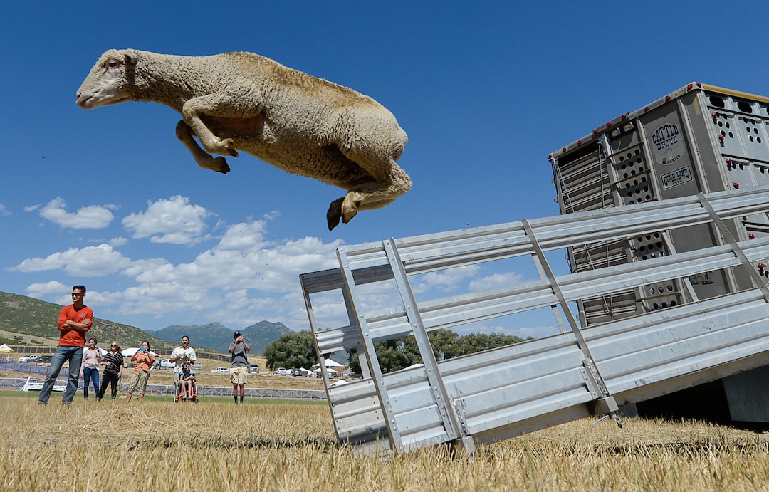 (Francisco Kjolseth  |  The Salt Lake Tribune)  Hundreds of sheep arrive from the Strawberry Valley to Midway's Soldier Hollow as they leap from trucks on Wed. Aug. 29, 2018, for this weekend's 16th annual Soldier Hollow Classic Sheepdog Championship and Festival, which runs Aug. 31-Sept. 3. This year, 44 dogs and 34 handlers will work with 331 sheep for the $20,000 purse.