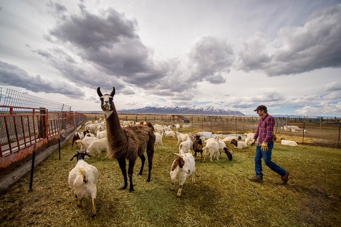 (Trent Nelson | The Salt Lake Tribune)
Josh Lloyd, program manager for Utah's International Rescue Committee, checks on the animals of the East African Refugee Goat Project, on Saturday March 24, 2018. Carlos the llama protects the herd from predators, namely coyotes.