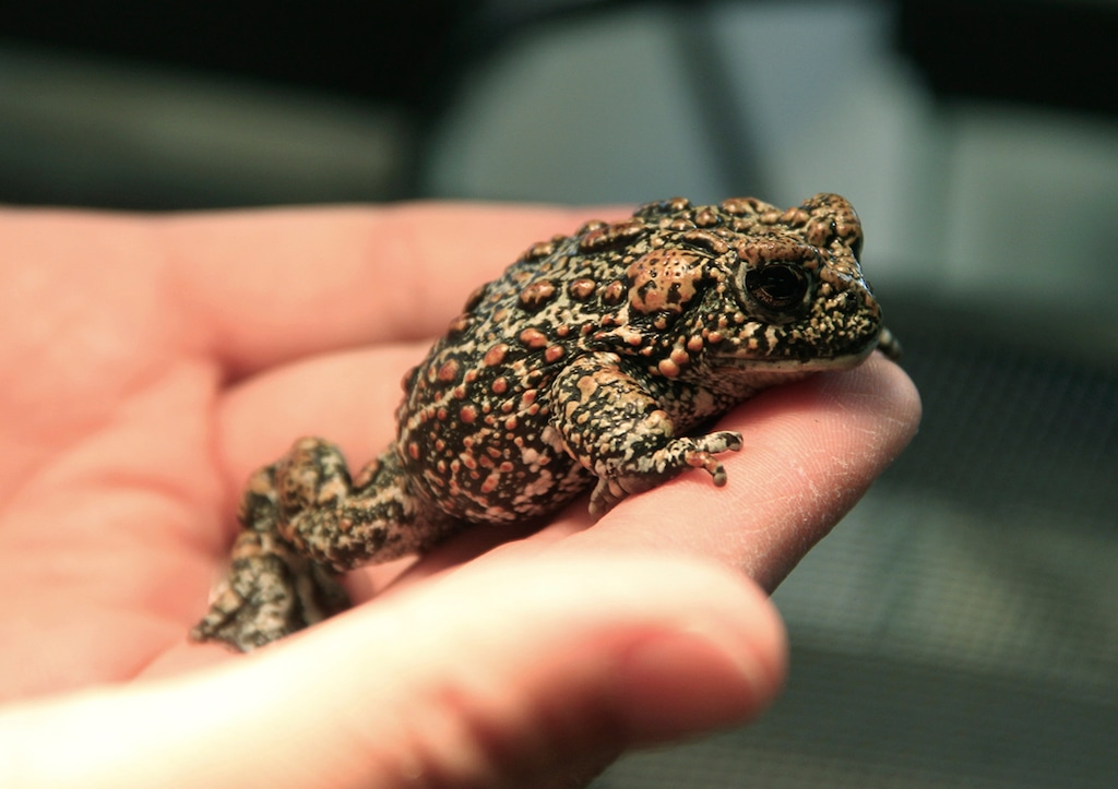 (Mike Wolterbeek | University of Nevada, Reno | The Associated Press) This July 2017 photo provided by the University of Nevada, Reno shows a Dixie Valley toad at a laboratory. The U.S. Fish and Wildlife Service agreed on Tuesday, June 26, 2018, to consider Endangered Species Act protection for the toad that only recently was discovered in northern Nevada's high desert where one of the biggest producers of geothermal energy in the nation wants to build another power plant.