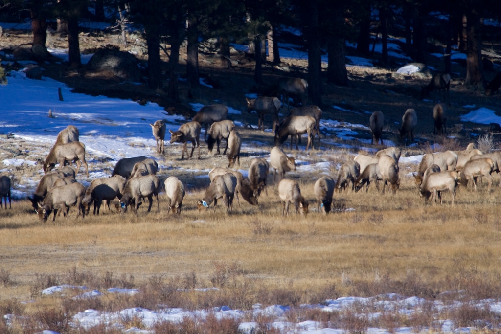 (Wes Pope  |  AP Photo) In this 2009 file photo, a herd of elk graze just before one adult cow from this group was shot as part of a culling process in Rocky Mountain National Park, Colo.
