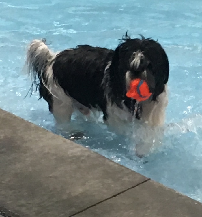 (Scott D. Pierce | The Salt Lake Tribune) Chip is a determined Shih Tzu, however. No tennis ball is safe when he's around.
