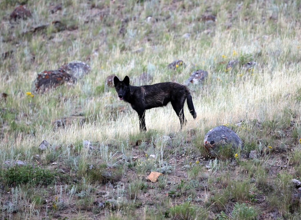 (Marc Cooke | Wolves of the Rockies | The Associated Press) This Aug. 1, 2012 photo provided by Wolves of the Rockies shows a yearling wolf pup in Yellowstone National Park's Lamar Valley in northern Wyoming. Montana officials want to triple the number of gray wolves hunters and trappers can kill in an area bordering the park, citing complaints the predators are eating too many elk wanted by hunters and outfitters.
