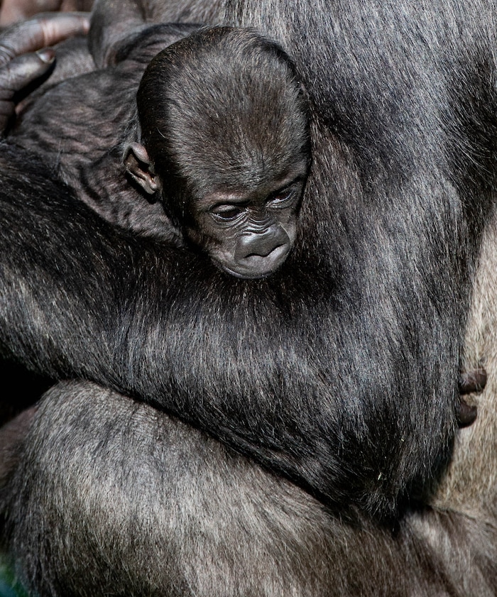 (Francisco Kjolseth  |  The Salt Lake Tribune) Hogle Zoo is introducing new babies, including two baby leopards and a baby gorilla, held by mother Jabali, who will be named by whoever makes the highest bid at the zoo's annual fund-raiser on Sept. 10 — which will be virtual this year.