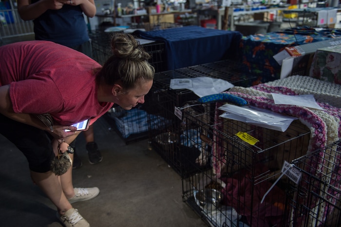 (Rachel Molenda | The Salt Lake Tribune) Amanda Concord, of Magnolia, Texas, searches for her friend's dog while at work on Wednesday, Sept. 6, 2017. Bear is a blue heeler, who got out the night before Hurricane Harvey hit the region.