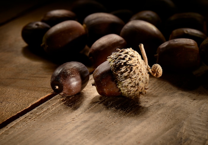 (Scott Sommerdorf   |  The Salt Lake Tribune)   
Freshly harvested acorns.