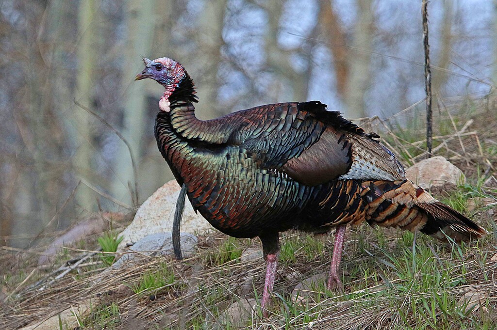 (Courtesy of Jim Shuler) Wild turkeys are thriving in Utah.