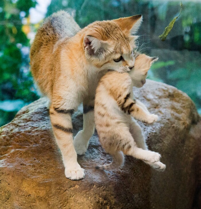 (Rick Egan  |  The Salt Lake Tribune)   Desiree, and Arabian Sand Cat, carries one of her 5-week -old babies back to it's shelter, at the Hogle Zoo. Thursday, June 7, 2018.