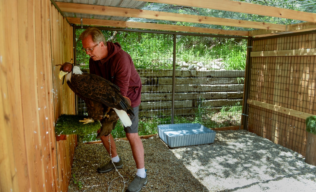 (Leah Hogsten  |  The Salt Lake Tribune) "It's just a sad deal for us," said "World of Flight Bird Show" founder Steve Chindgren, putting his beloved 34-year-old bald eagle, Liberty, on her perch in the enclosure he built for his three eagles, June 17, 2020.