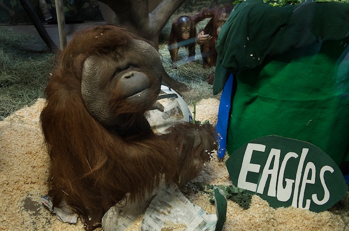 Scott Sommerdorf | The Salt Lake Tribune
Mia an adult male Bornean Orangutan munches on the remnants of the papier-mache helmet of the Philadelphia Eagles. Earlier, Acara - the Hogle Zoo's Bornean Orangutan, chose the New England Patriots as the winners of Super Bowl 52 by touching the Patriot helmet over the one representing the Philadelphia Eagles at Salt Lake City's Hogle Zoo, Thursday, February, 1, 2018.