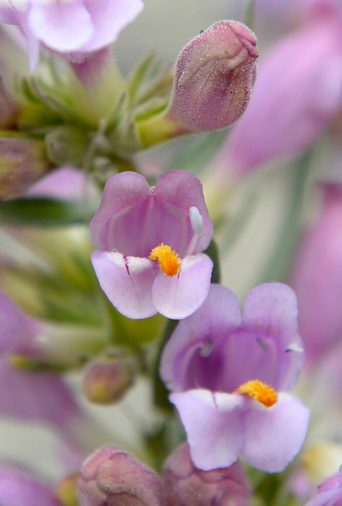 Al Hartmann  |  The Salt Lake TribuneOne of several Graham's Beardtongue plants that Red Butte Garden botanists have transplanted in their conservation trial bed are in full bloom Tuesday May 6.   They have taken hold and are now producing some seeds.   The rare desert flower only grows on oil shale outcrops and is proposed for listing under the Endangered Species Act.Environmental groups plan to sue the U.S. Fish and Wildlife Service over its recent decision to not list Graham's beardtongue, a rare desert flower that grows only near Uinta Basin's oil shale outcrops. Utah officials and the feds say a conservation agreement will ensure the plant's survival if the area's oil shale is strip-mined.