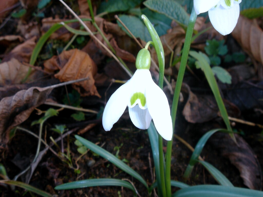 (Photo courtesy of USU). A snowdrop in bloom. Scientists from Utah State University, McGill University, Harvard University, the University of Maryland, Rocky Mountain Biological Laboratory and Boston University applied a statistical analysis usually associated with fossils to data on flowering plants, and found that these plants may be struggling to adapt to climate change. The findings were released online Monday in the journal Nature Ecology & Evolution.