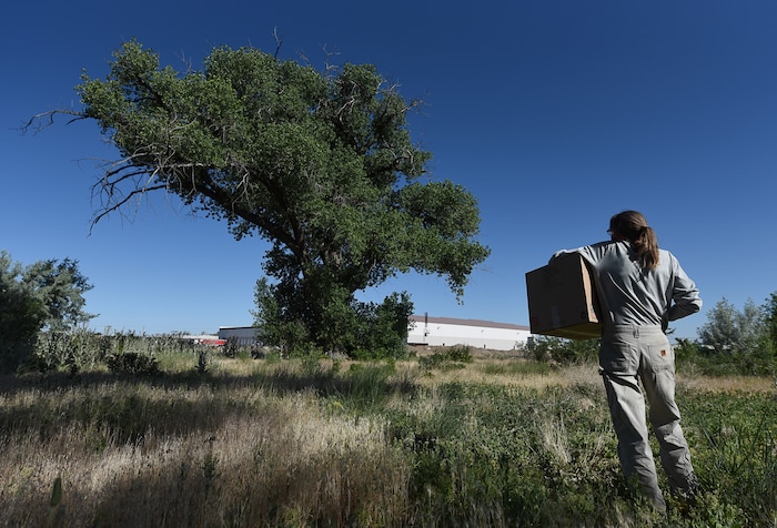 (Francisco Kjolseth | The Salt Lake Tribune) Catherine Kirby, with Noble Horse Sanctuary, displays her compassion for animals by moving a weak and dehydrated young red-tailed hawk back to the cottonwood tree that contains its nest.