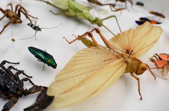(Francisco Kjolseth  |  The Salt Lake Tribune)  The "Oh Wow!" drawer of interesting bugs will be on display this weekend at the Natural History Museum of Utah at the Rio Tinto Center for a Behind the Scenes look at the objects held in stewardship for the people of Utah. The public is invited to meet the scientists who build the collections and learn about current research and get an insiders view of the museum. 