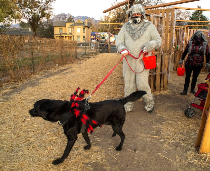 (Rick Egan  |  The Salt Lake Tribune)     Noel Sanyal walks his dog, Stanley, through the "Dog Days in the Maze", at Wheeler Farm, Monday, Oct. 26, 2020.