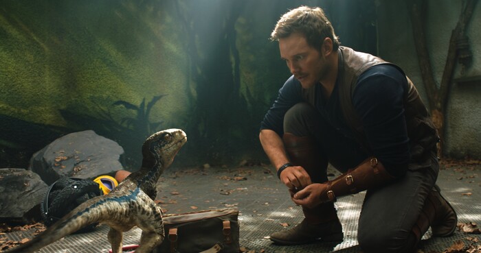 (courtesy Universal Pictures) Dino trainer Owen Grady (Chris Pratt) makes a reluctant trip back to Isla Nublar, and encounters a baby velociraptor, in "Jurassic World: Fallen Kingdom," which opens nationwide on June 22, 2018.