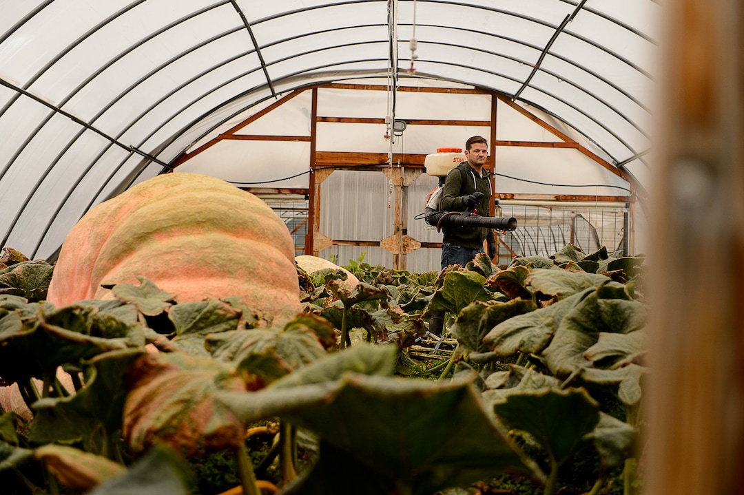 (Trent Nelson | The Salt Lake Tribune)  Matt McConkie, in his Washington Terrace greenhouse, Tuesday, Sept. 19, 2017, began competitively growing giant pumpkins in 2008. His first one weighed 286 pounds. This one could be up to 2,000.