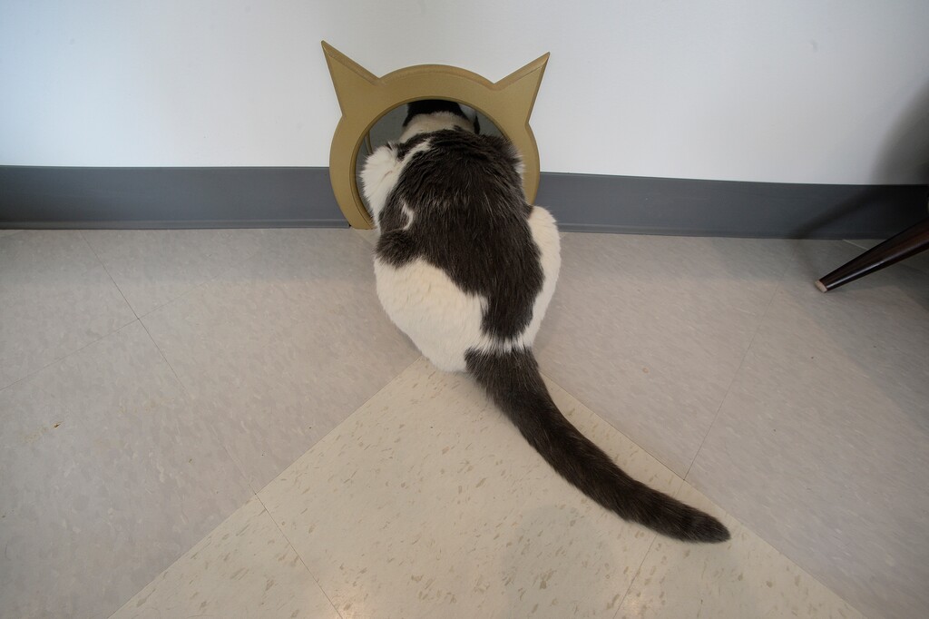 (Scott Sommerdorf   |  The Salt Lake Tribune)   A cat takes up a position in the cat pass-through at The Cat Cafe on 900s in Salt Lake City, Thursday, November 2, 2017. 