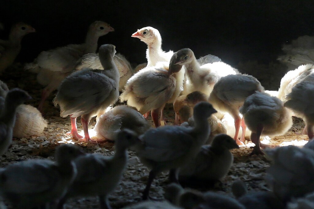 FILE- In this Aug. 10, 2015, file photo, turkeys stand in a barn on turkey farm near Manson, Iowa. (AP Photo/Charlie Neibergall)