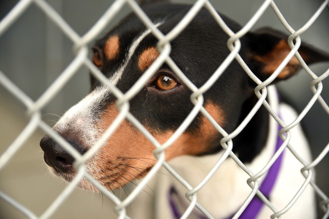 Shelter dog Austin looks out from his pen Thursday, Sept. 7, 2017, at the Cache Humane Society in Logan, Utah. Austin is one of seven dogs taken in from Houston-area shelters, to help make room for dogs displaced by Hurricane Harvey.  ( Sarah Welliver /Standard-Examiner via AP)