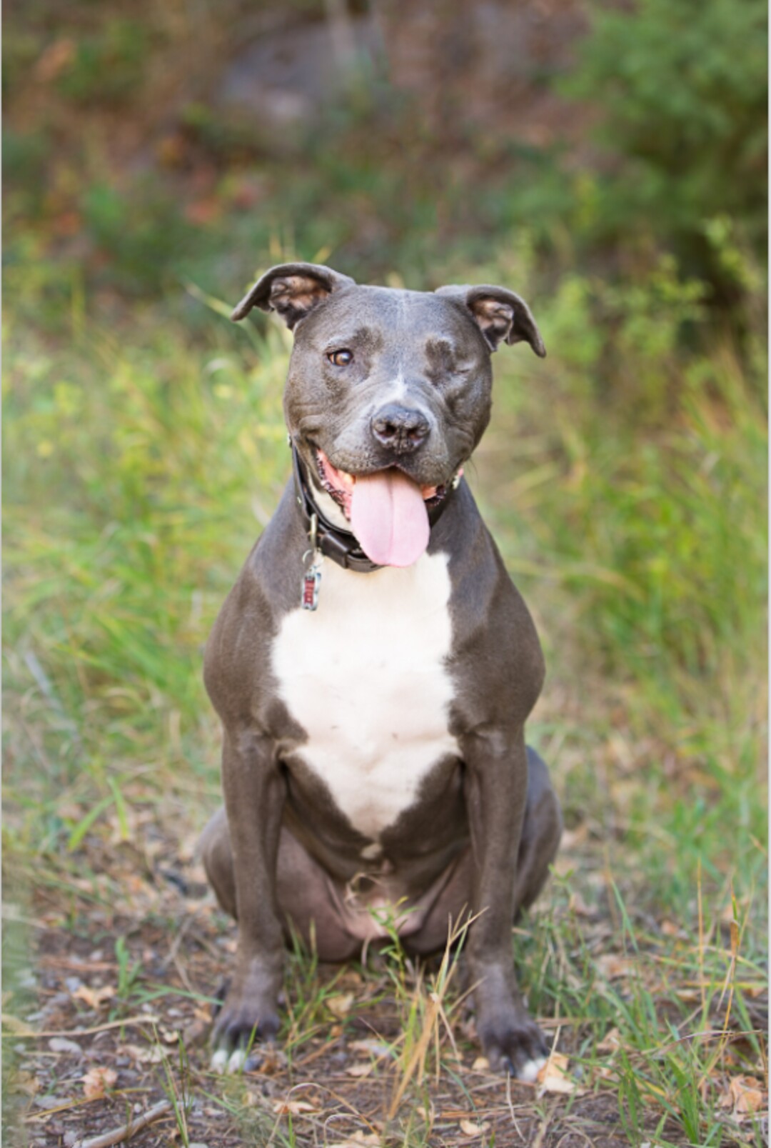 (Courtesy of Salt Lake County Animal Services)  Salt Lake County PAWlitical candidate Roxie