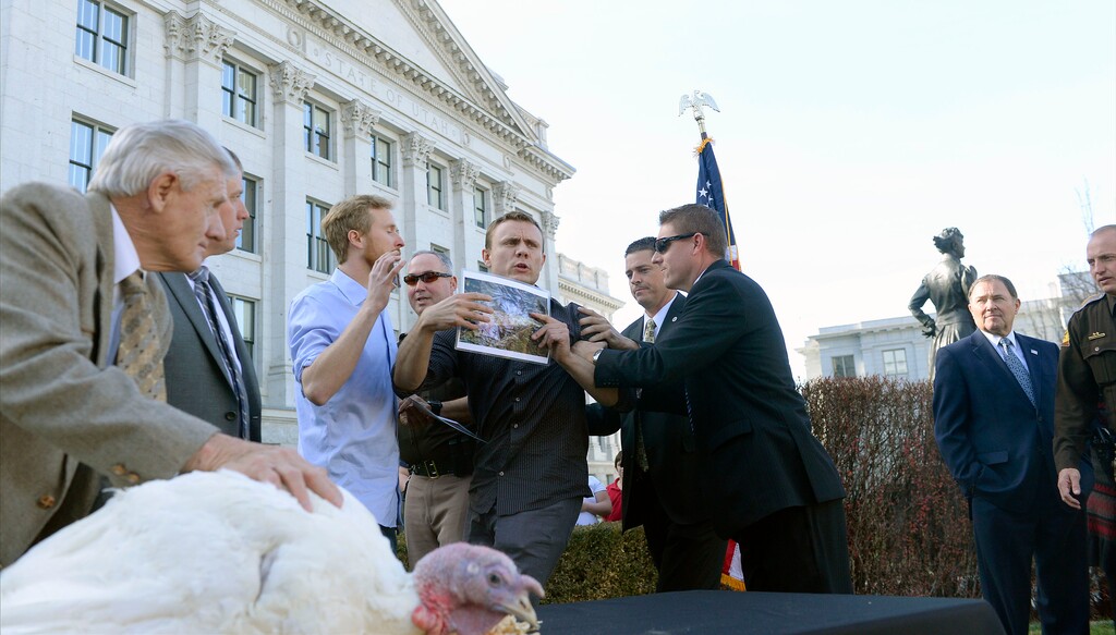 (Al Hartmann | The Salt Lake Tribune)
Animal rights activists crash the annual Utah turkey pardon and Thanksgiving seasonal message by Governor Gary R. Herbert Tuesday Nov. 21 on the Utah capitol plaza. The two activists were quickly grabbed and hustled off site by the governor's security detail and Utah Highway Patrol. Turkey farmer Marlin Steadman, left, tries to keep "Grateful" the turkey calm during the interruption. The ceremony then continued and the governor pardoned "Grateful" the 40 lb. Tom Turkey raised in Sanpete County. He will live out his days at the Thanksgiving Point bird refuge.
