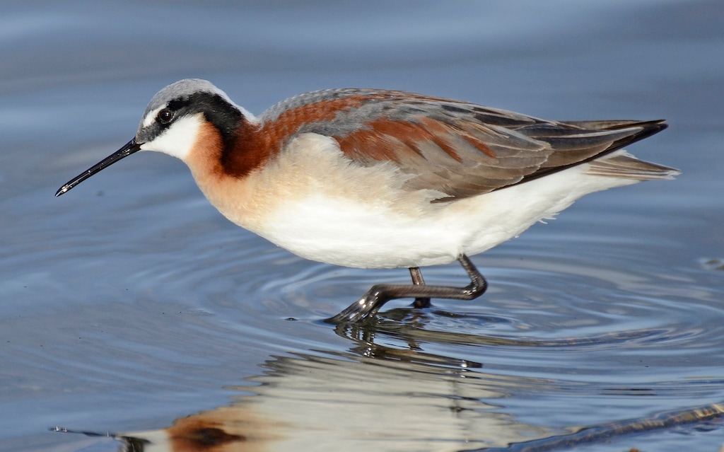 (VJ Anderson via Wikimedia Commons) A female Wilson's phalarope in Oregon. Utah legislators passed a bill that doesn't allow state wildlife officials to follow the American Ornithological Association's plan to change the bird's name.