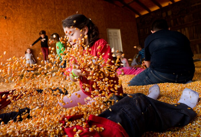 Leah Hogsten | The Salt Lake Tribune Amanda Valdez throws corn into the air while playing in the corn pit with her classmates at the 2018 Fall Festival at Cross E Ranch in Salt Lake City, Thursday Oct. 18, 2018.