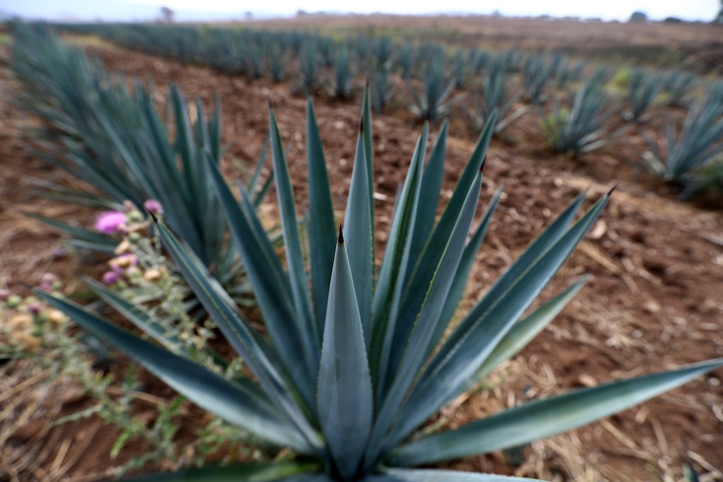 (Associated Press | Refugio Ruiz)This 2019 photo shows one of many “blue agave" fields that line the roadsides in El Arenal, Jalisco state, Mexico. The “blue agave" plant is the prime material for the production of Tequila.
