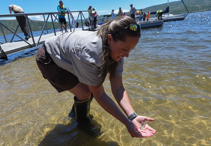 (Francisco Kjolseth | The Salt Lake Tribune) Laurie Backus, park manager at Jordanelle Reservoir gets a closer look at some of the 40,000 splake, a sterile cross between lake trout and brook trout, introduced into the reservoir on Thursday, June 21, 2018 by the Division of Wildlife Resources. Measuring four to five inches long, splake will quickly grow and could reach adult lengths of more than two feet long as part of ongoing management plans at the reservoir that currently holds numerous other fish species.