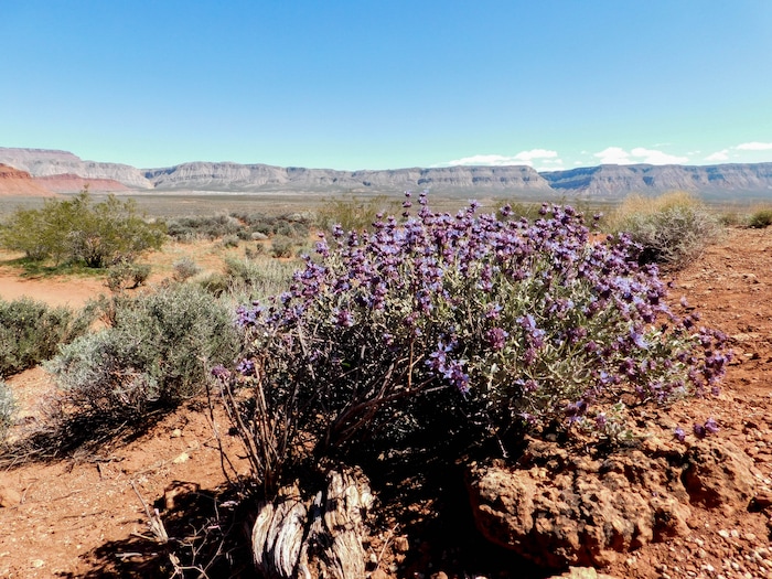 Erin Alberty  |  The Salt Lake Tribune

Desert sage blooms April 2, 2017 along the trail to the Warner Valley dinosaur tracks south of Hurricane.