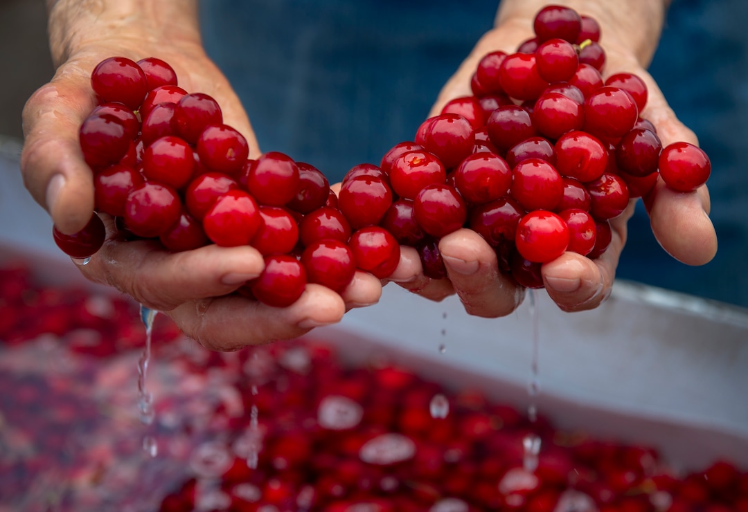 Leah Hogsten  |  The Salt Lake Tribune  Utah's 2018 Montmorency cherry harvest is underway at Cherry Hill Farms,Thursday, July 26, 2018. Although they are a mainstay in cherry pies and cheesecakes, tart cherries are dried, frozen, canned and juiced now for their nutrient density and health benefits.