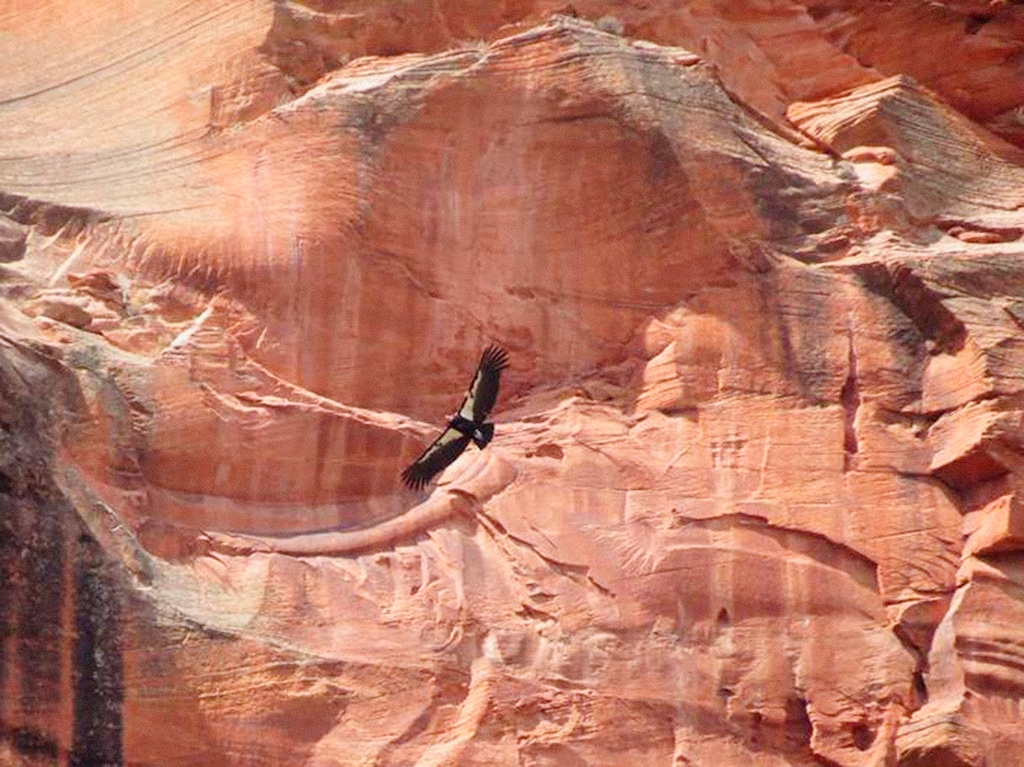 (National Parks Service via AP) This April 8, 2019 photo provided by the National Parks Service shows a California condor in Zion National Park in Utah. On Thursday, May 30, 2019, park rangers said they suspect a pair of endangered California condors has hatched their first egg because of behavior changes between the male and female birds.