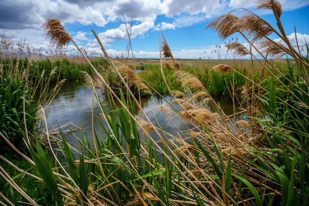 (Trent Nelson  |  The Salt Lake Tribune) Water treated by the North Davis Sewer District makes its way into Farmington Bay on Tuesday, May 31, 2022. Lawmakers passed a bill meant to bar reuse of treated wastewater that currently flows to the lake, but may have spurred a flurry of applications for reuse projects instead.