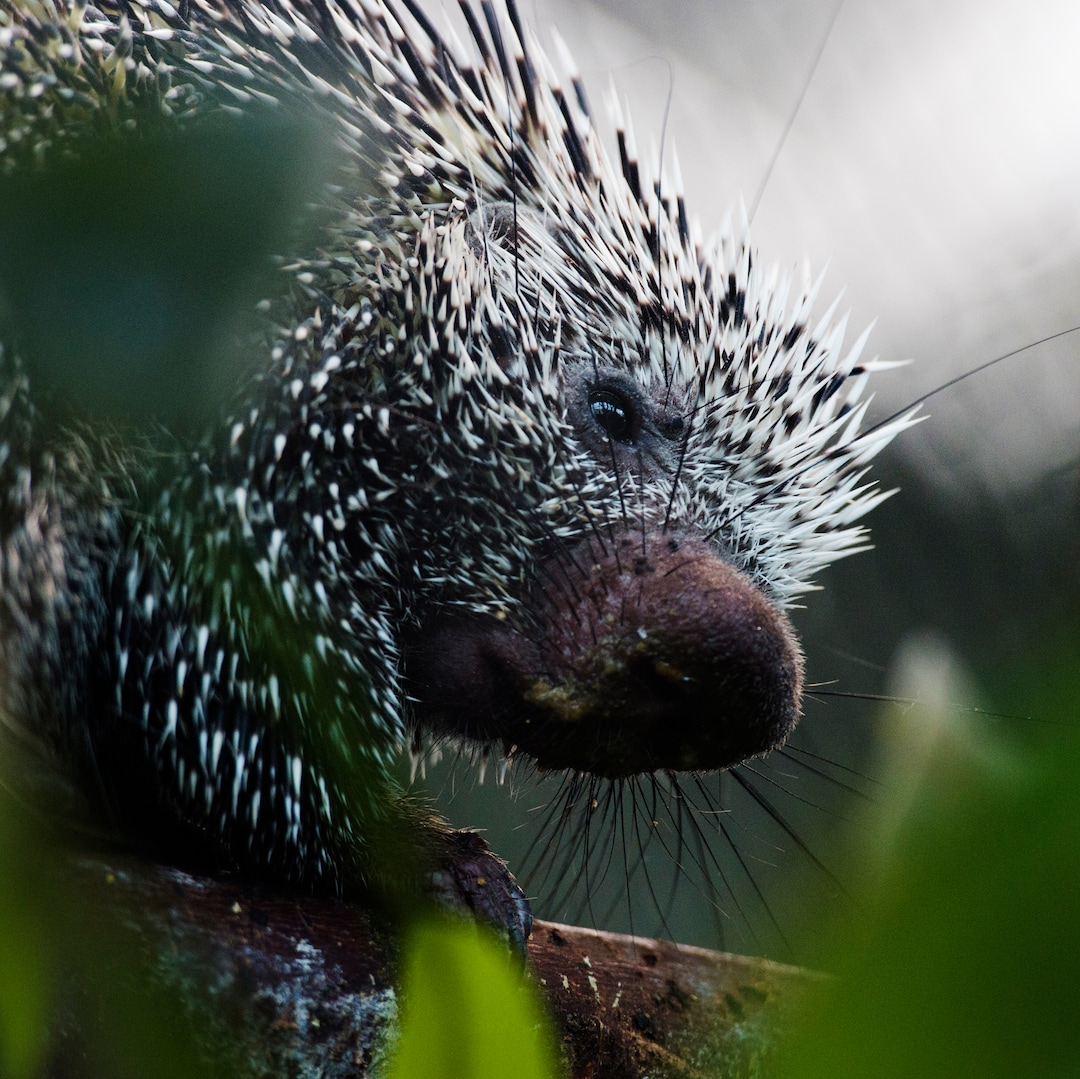 (Rick Egan  |  The Salt Lake Tribune)     Darwin, a prehensile-tailed porcupine is one of two new porcupines introduced today at the Loveland Living Planet AquariumTuesday, Aug. 21, 2018.
