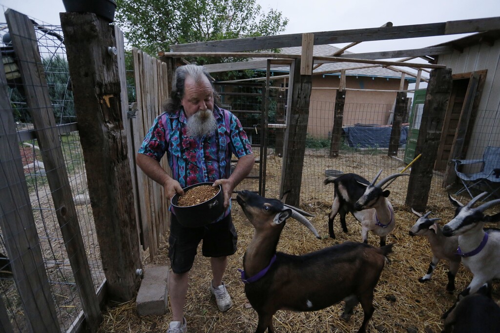 In this July 1, 2016 photo, Bill Hendren tends to goats on the property of a landowner who is allowing him to stay rent-free for a year in exchange for work, outside Manzanola, Colo. Otero County and other far-flung rural areas face an uphill battle against geography. Economic development officials say businesses increasingly relocate to areas close to international airports, putting far-flung parts of the country at a natural disadvantage. (AP Photo/Brennan Linsley)