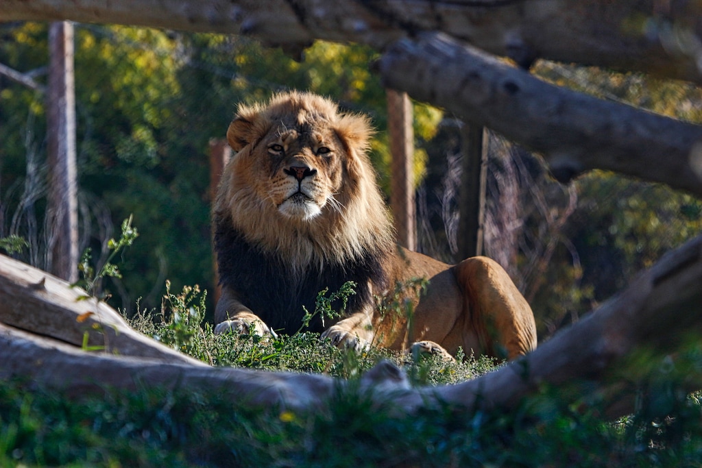 (Hogle Zoo file photo) Vulcan, an African lion who lives at Utah's Hogle Zoo. The zoo has removed its ZooBrews event for Pride Month, "Pride with our Pride," in exchange for an event called "Colors of Conservation."