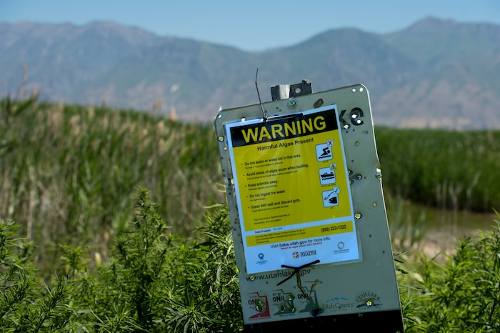 (Rick Egan  |  The Salt Lake Tribune)   Signs near Provo Bay worn of harmful algae on parts of Utah Lake.  Water experts are urging visitors to keep themselves, their pets and other animals out of Provo Bay after detecting a potentially toxic blue-green algal bloom there, Tuesday, June 12, 2018.


