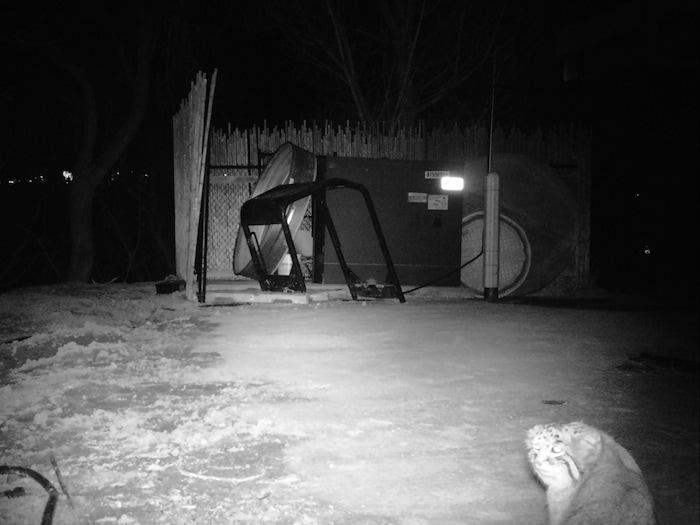 (Photo courtesy of Hogle Zoo) Mushu the Pallas' cat is caught on surveillance footage at Hogle Zoo after he escaped from his habitat area on Sunday, Jan. 28, 2018.