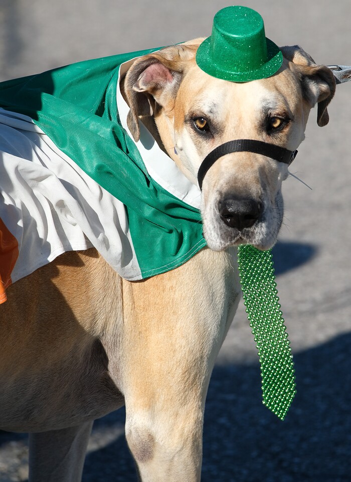 (Francisco Kjolseth | The Salt Lake Tribune) Sarge the great dane waits his turn in line to join the 41st annual St. PatrickÕs Day Parade in Salt Lake City.