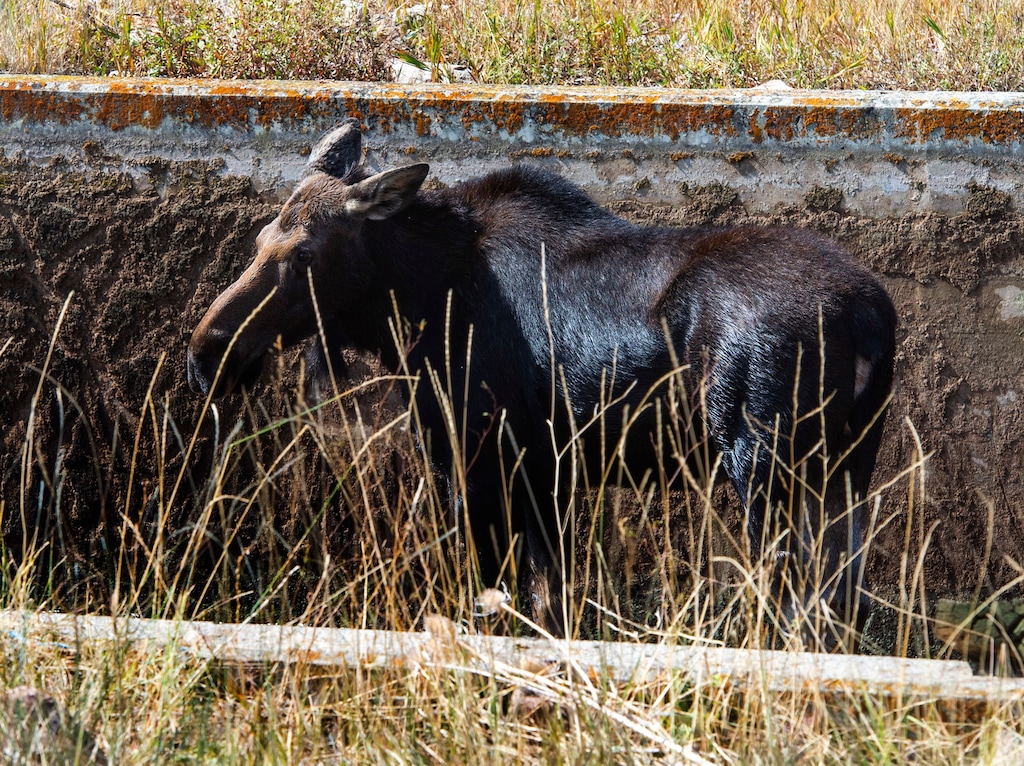 (Rick Egan  |  The Salt Lake Tribune)   A moose is stranded in the Lambs Creek diversion pond near Mountain Dell golf course, on Sunday, September 20, 2020. Sunday, Sept. 20, 2020.