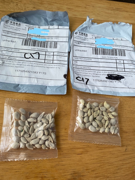 (Photo courtesy of Washington State Department of Agriculture via Facebook) A photograph of unsolicited seeds sent from China.