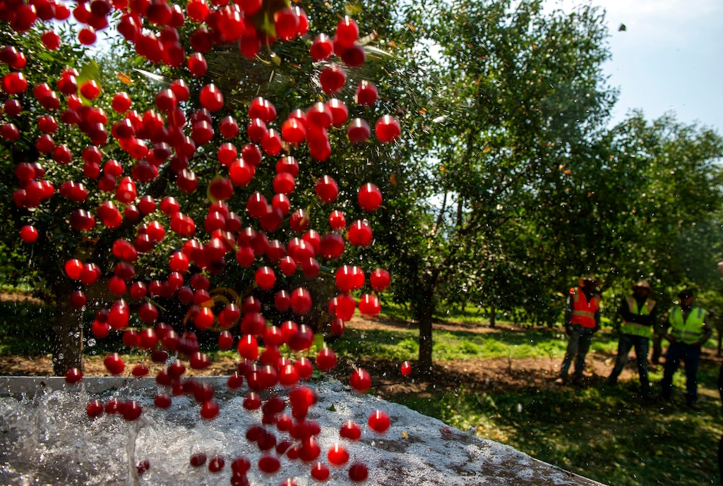 (The Salt Lake Tribune | Leah Hogsten) In this July 26, 2018, photo, Cherry Hill Farms employees watch as freshly harvested Montmorency cherries fall into a vat of water in the orchard in Santaquin, Utah.