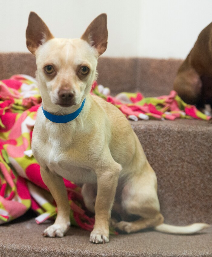 (Rick Egan  |  The Salt Lake Tribune)   A  chihuahua mix named "Banner" waits to be adopted, at the Humane Society of Utah, in Murray, Friday, April 27, 2018.