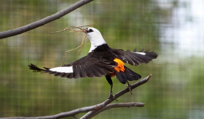 (Scott Sommerdorf | The Salt Lake Tribune)
A White Headed Buffalo Weaver in one of Tracy Aviary's new exhibits, Thursday, May 10, 2018.