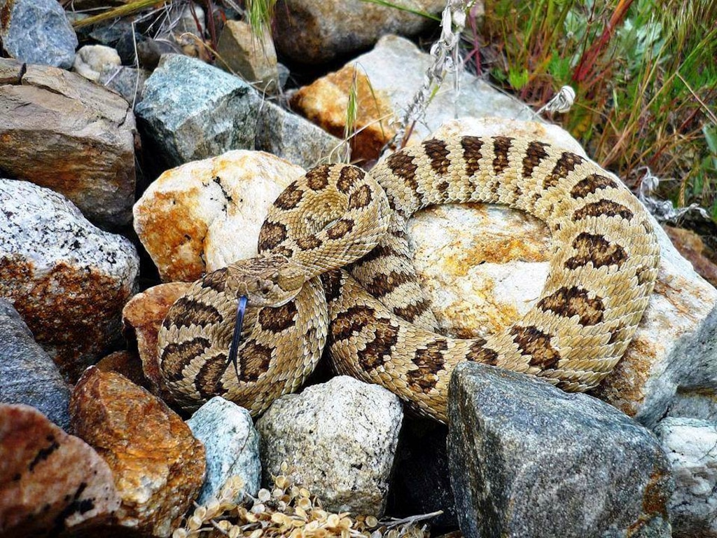 (David Jensen) A Great Basin rattlesnake pictured in Utah.