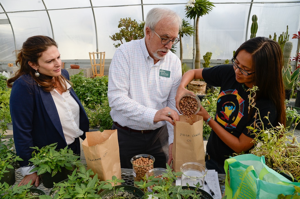 (Francisco Kjolseth | The Salt Lake Tribune) Curator of archeology at the Natural History Museum of Utah, Lisbeth Louderback, Bruce Pavlik, director of conservation at Red Butte Garden and Cynthia Wilson, traditional foods program director for Utah Dine Bikeyah, from left, bag different types of the Four Corners potato that will be served at the Indigenous People's Day dinner on Oct. 8. The dinner marks the first time that the general public will be able to taste the potato, which dates back thousands of years. It was rediscovered last year in the Bear Ears region. U. researchers collected the tubers and have been propagating them. Soon Native American tribes may be growing them to eat and sell for profit.