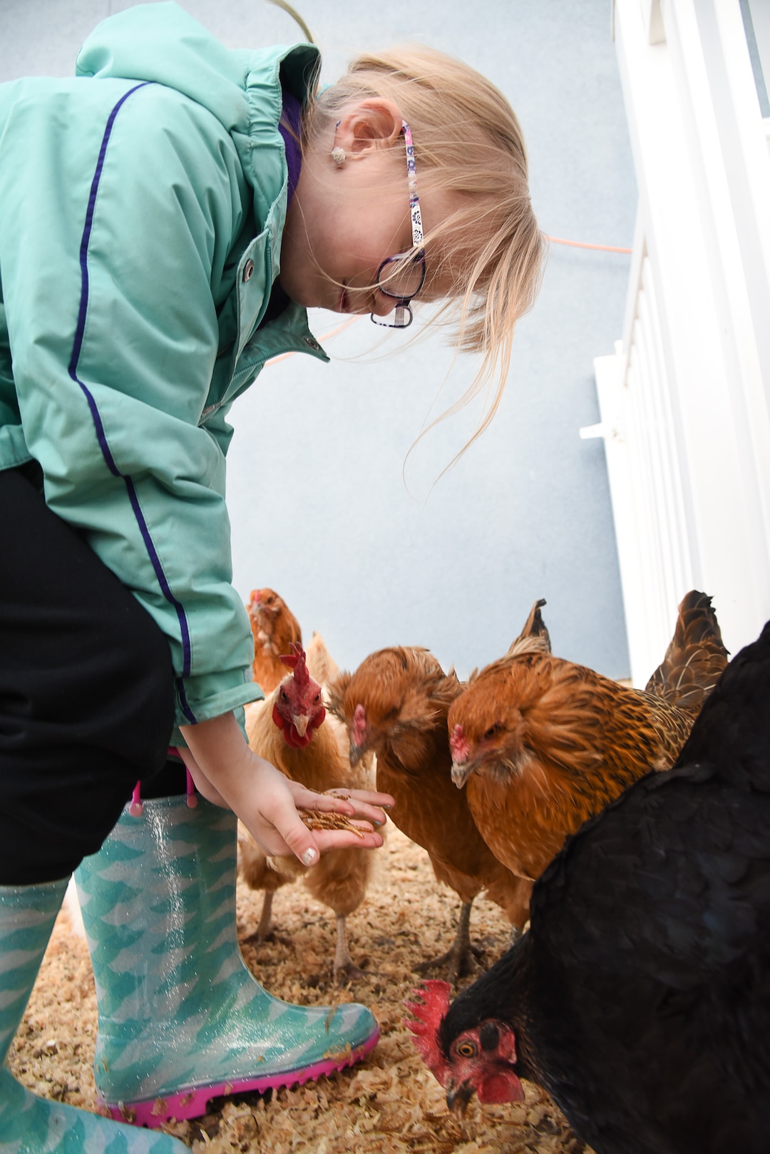 (Francisco Kjolseth  |  The Salt Lake Tribune)  With a hand full of meal worms, Skyrie Sacks, 7, feeds her chickens one of their favorite treats in the family coop of the family home in West Clinton on Wednesday, Jan. 10, 2019. Natalie Sacks says emotional support chickens have helped her daughter deal with PTSD from a traumatic accident that happened when she was 4.