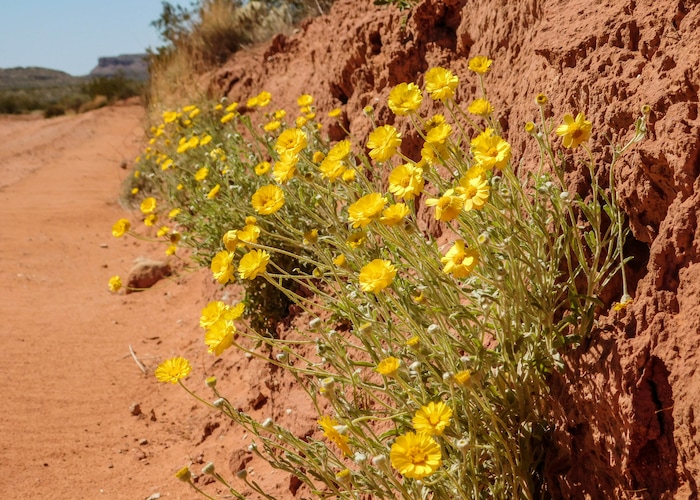 (Erin Alberty  |  The Salt Lake Tribune)

Wildflowers color the desert April 1, 2017 near the road ther Warner Valley, south of Hurricane.