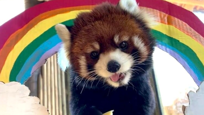(Utah Hogle Zoo) Kiaria, a Chinese red panda at the Hogle Zoo, died on Aug. 14, 2025, after experiencing gastrointestinal issues.