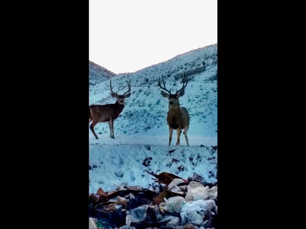 (Summit County Solid Waste Collection Office via AP)  This undated photo provided by the Summit County Solid Waste Collection Office on Friday, May 24, 2019, shows deer near a landfill at the Three Mile Canyon Landfill in Coalville, Utah. The Division of Wildlife Resources has determined the deer died from starvation, disease and other causes.
